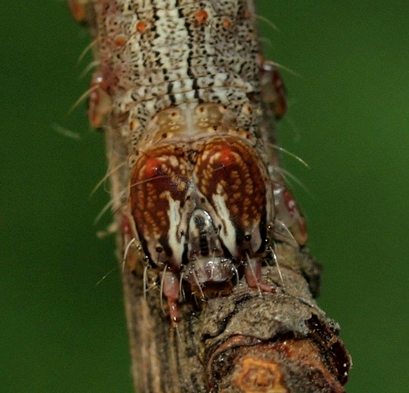 Bild Nr.08890 zum Vergrößern klicken Bild Nr.08890