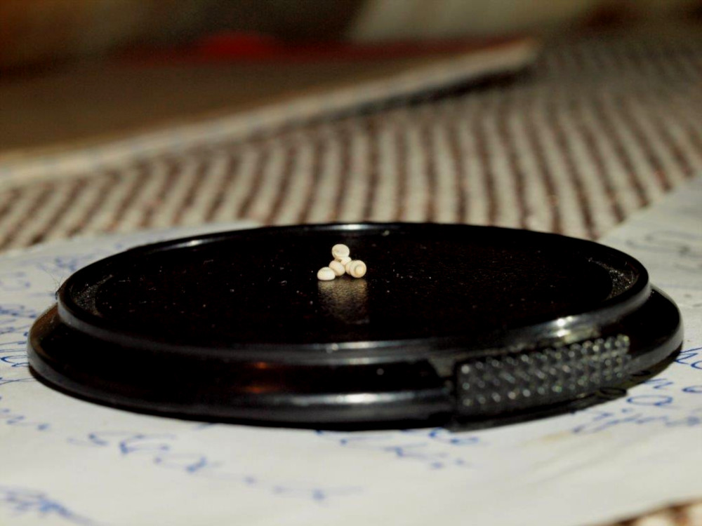 Bild Nr.08890 zum Vergrößern klicken Bild Nr.08890