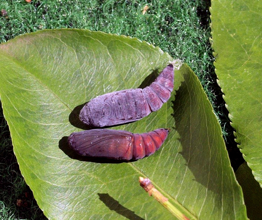 Bild Nr.08890 zum Vergrößern klicken Bild Nr.08890