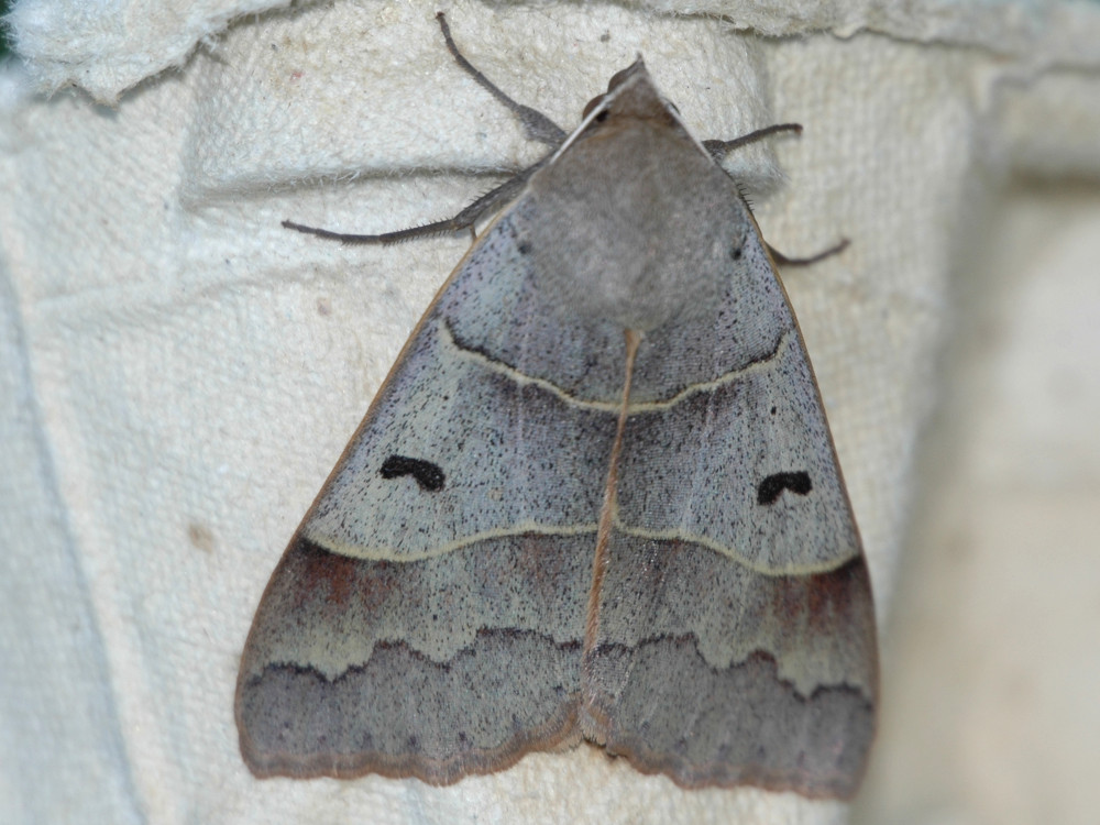 Bild Nr.08897 zum Vergrößern klicken Bild Nr.08897