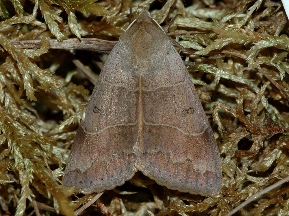 Bild Nr.08897 zum Vergrößern klicken Bild Nr.08897