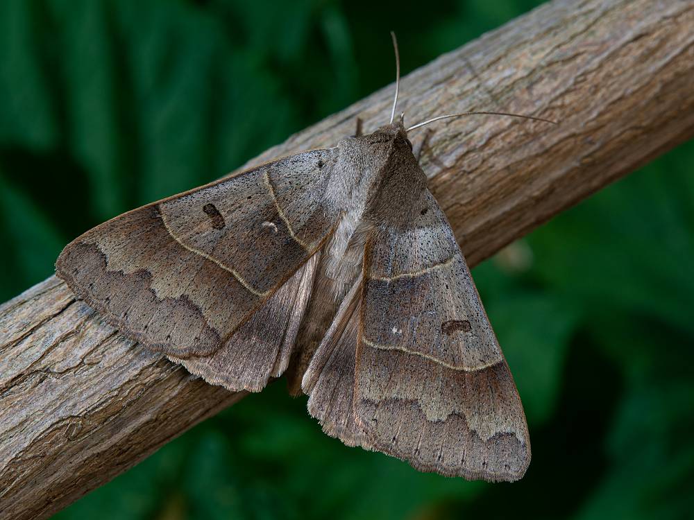 Bild Nr.08897 zum Vergrößern klicken Bild Nr.08897