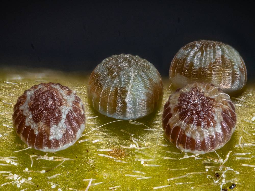 Bild Nr.08897 zum Vergrößern klicken Bild Nr.08897