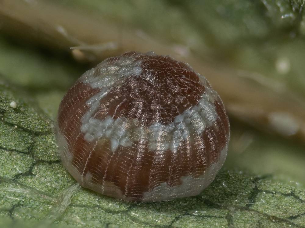 Bild Nr.08897 zum Vergrößern klicken Bild Nr.08897