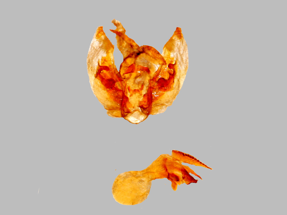 Bild Nr.08958 zum Vergrößern klicken Bild Nr.08958