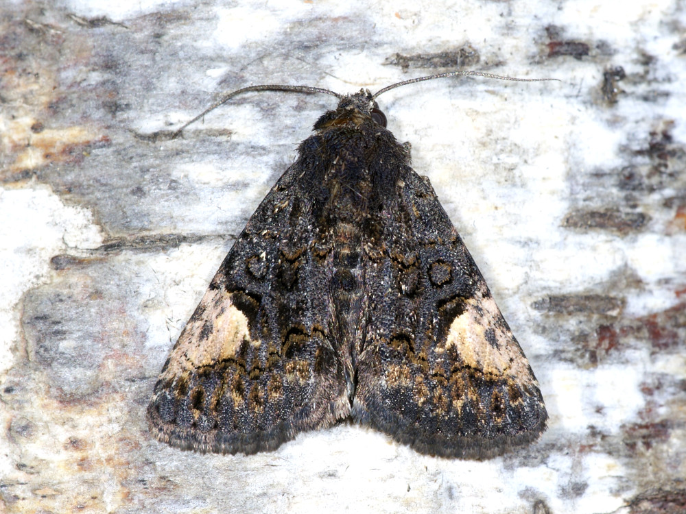 Bild Nr.08958 zum Vergrößern klicken Bild Nr.08958