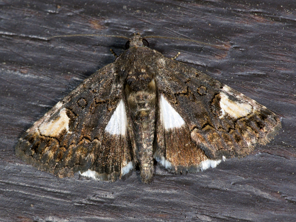 Bild Nr.08958 zum Vergrößern klicken Bild Nr.08958