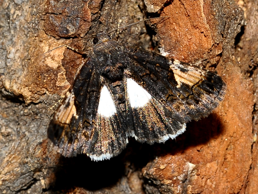 Bild Nr.08958 zum Vergrößern klicken Bild Nr.08958