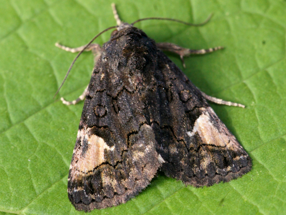 Bild Nr.08958 zum Vergrößern klicken Bild Nr.08958