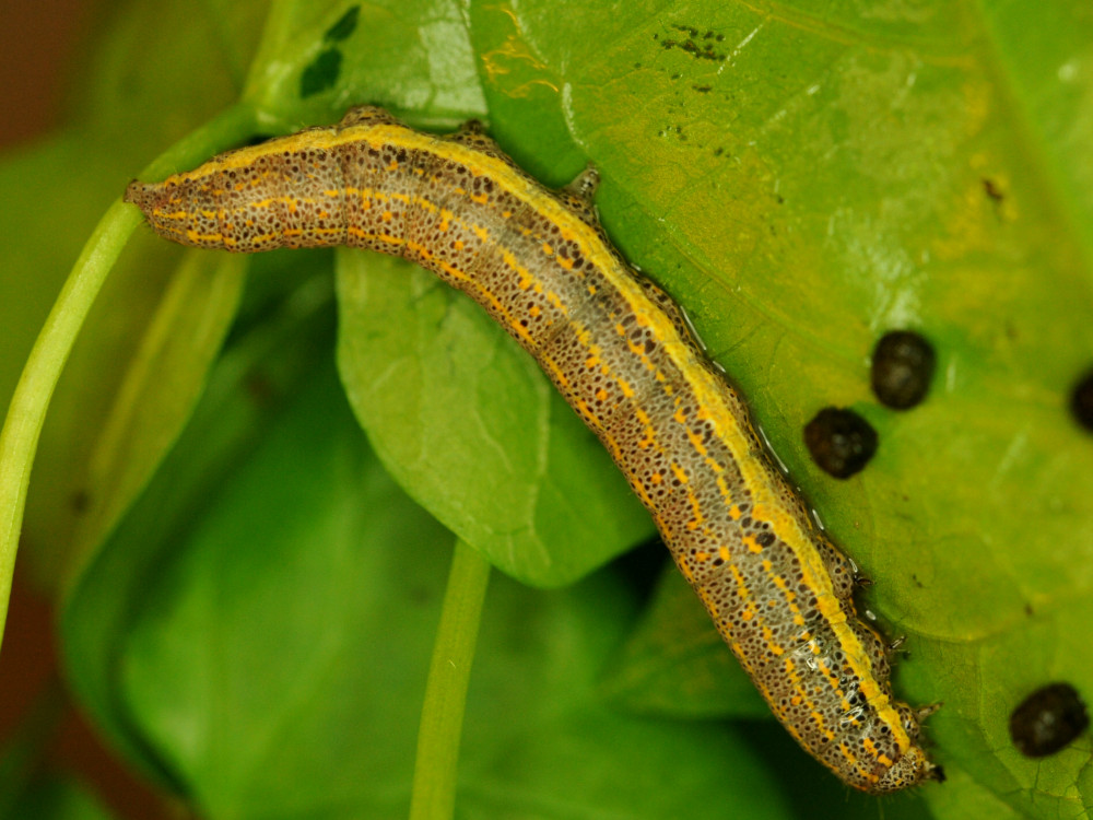 Bild Nr.08958 zum Vergrößern klicken Bild Nr.08958