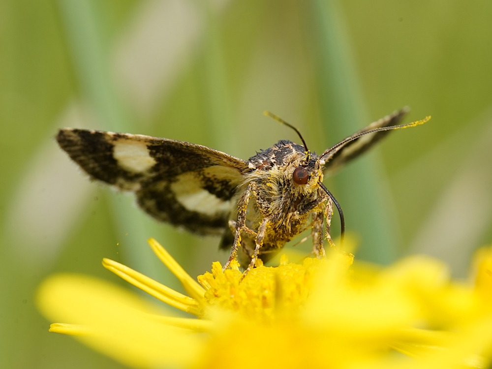 Bild Nr.08965 zum Vergrößern klicken Bild Nr.08965