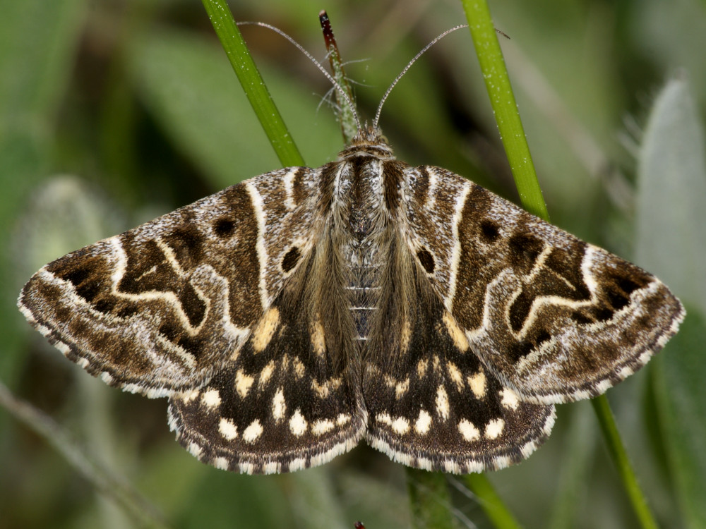 Bild Nr.08967 zum Vergrößern klicken Bild Nr.08967