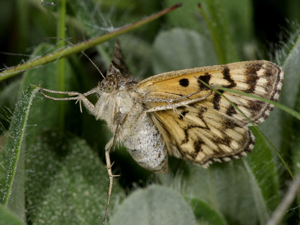 Bild Nr.08967 zum Vergrößern klicken Bild Nr.08967