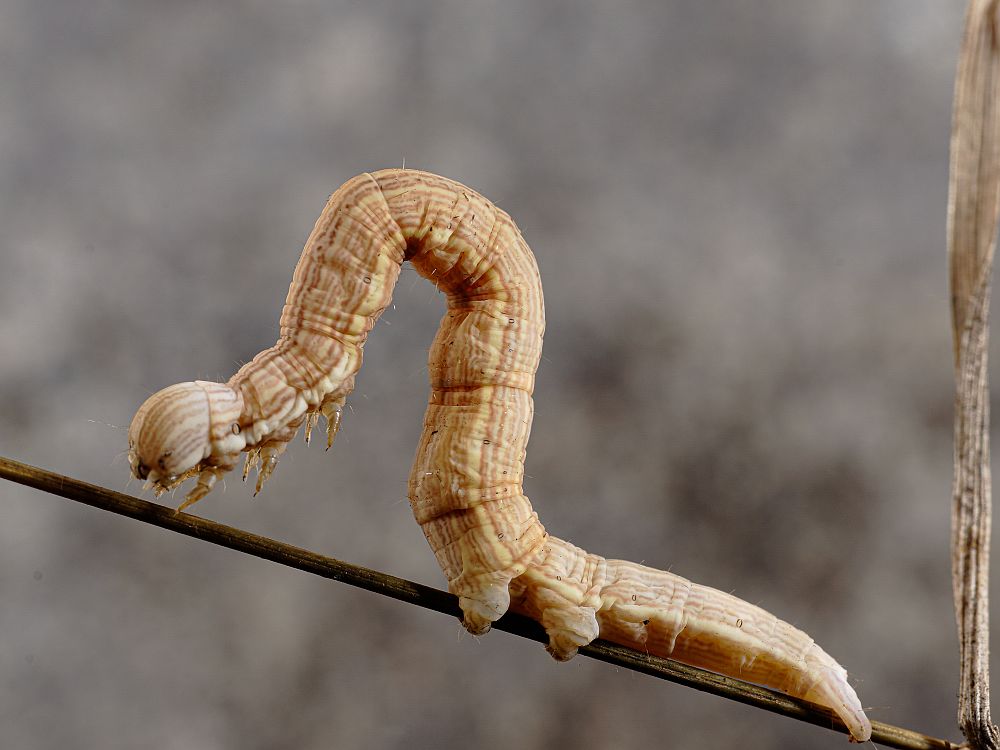 Bild Nr.08967 zum Vergrößern klicken Bild Nr.08967