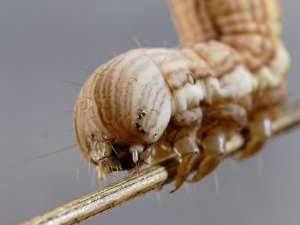 Bild Nr.08967 zum Vergrößern klicken Bild Nr.08967