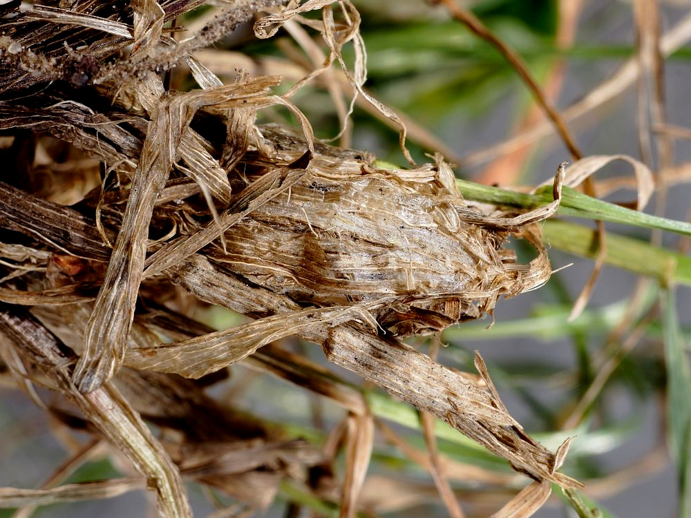 Bild Nr.08967 zum Vergrößern klicken Bild Nr.08967