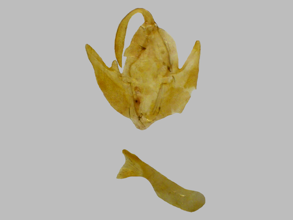 Bild Nr.08975 zum Vergrößern klicken Bild Nr.08975