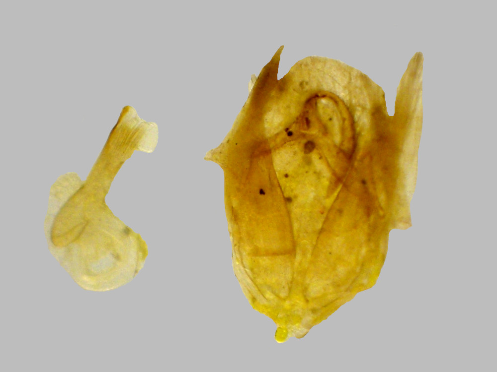 Bild Nr.08975 zum Vergrößern klicken Bild Nr.08975