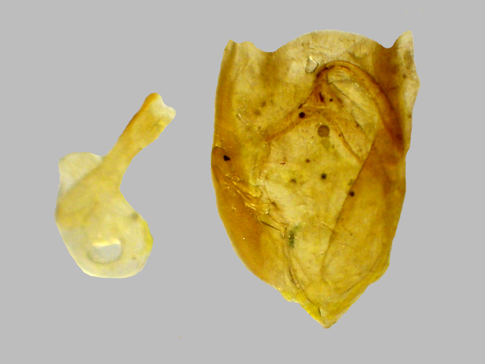 Bild Nr.08975 zum Vergrößern klicken Bild Nr.08975