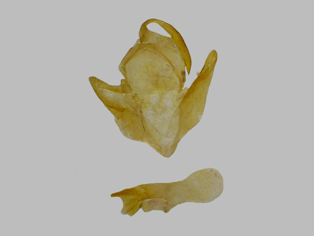 Bild Nr.08975 zum Vergrößern klicken Bild Nr.08975