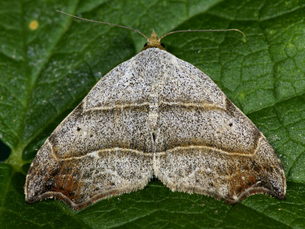 Bild Nr.08975 zum Vergrößern klicken Bild Nr.08975