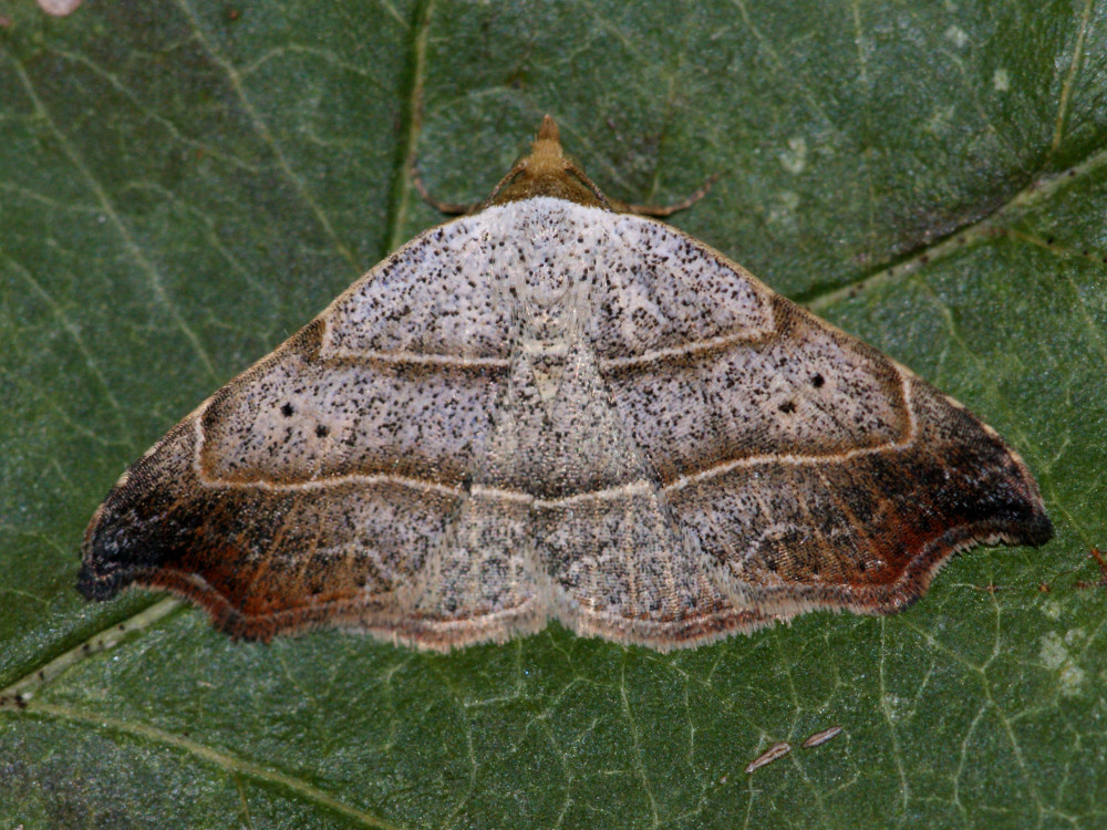 Bild Nr.08975 zum Vergrößern klicken Bild Nr.08975