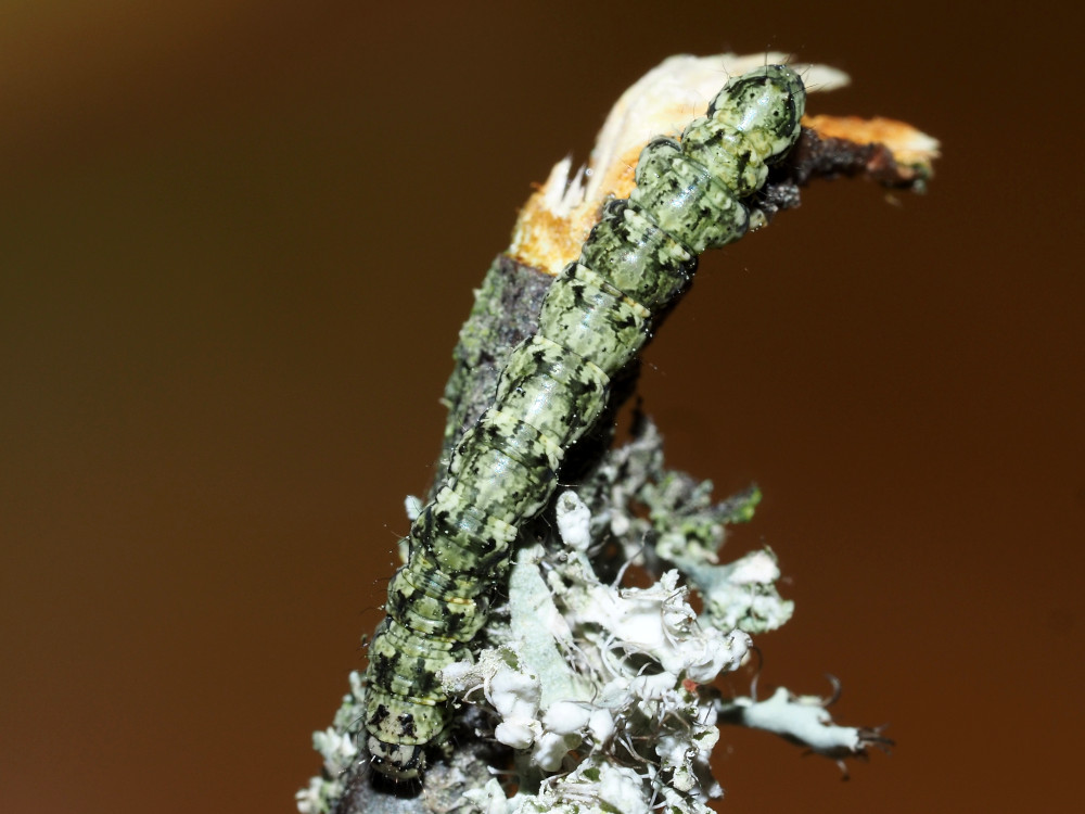 Bild Nr.08975 zum Vergrößern klicken Bild Nr.08975