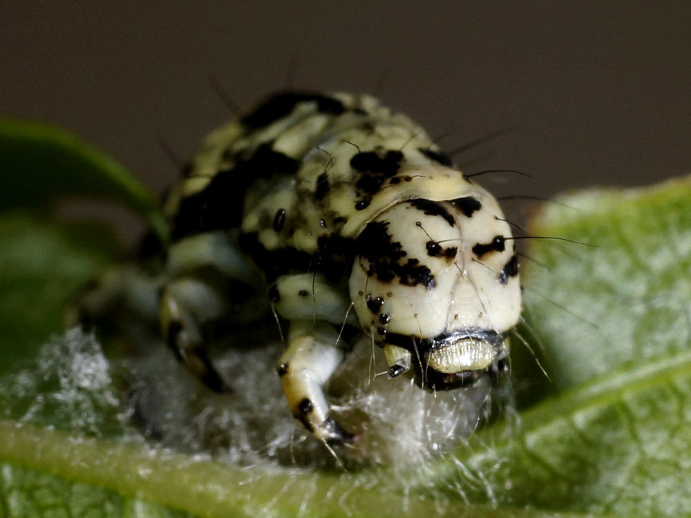 Bild Nr.08975 zum Vergrößern klicken Bild Nr.08975