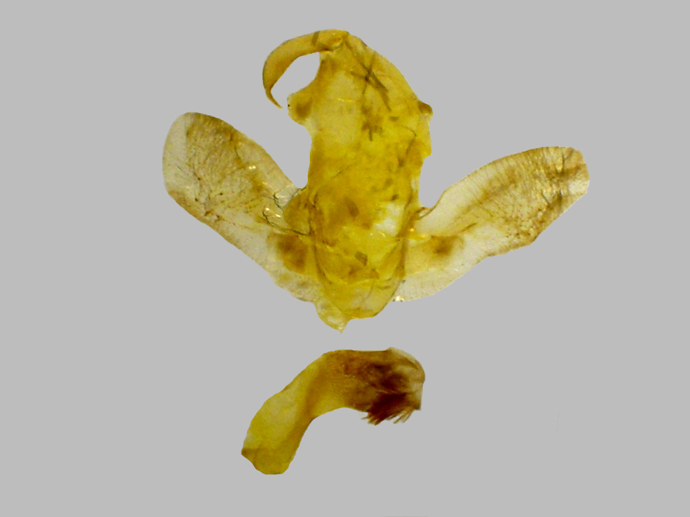 Bild Nr.08994 zum Vergrößern klicken Bild Nr.08994