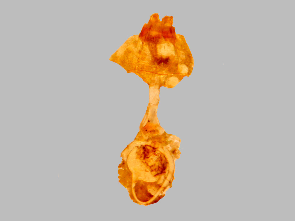 Bild Nr.08994 zum Vergrößern klicken Bild Nr.08994