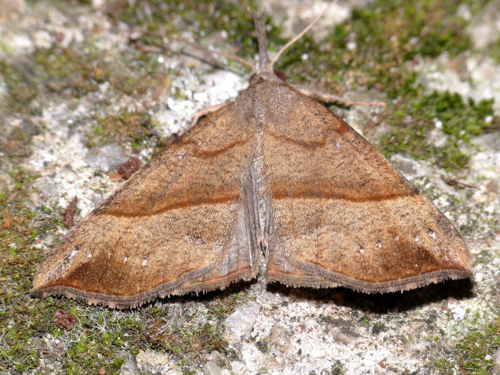 Bild Nr.08994 zum Vergrößern klicken Bild Nr.08994