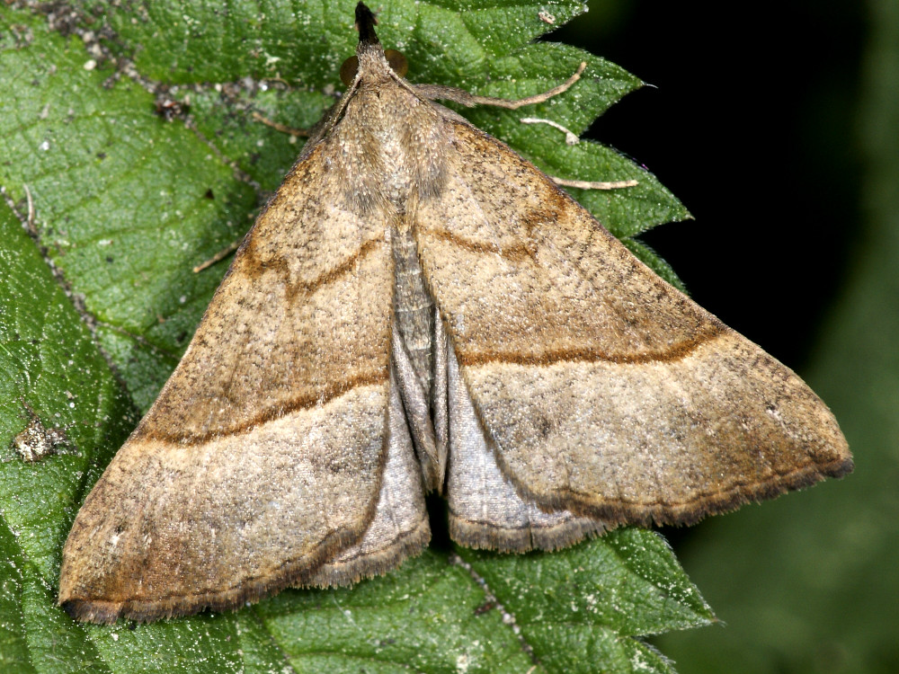 Bild Nr.08994 zum Vergrößern klicken Bild Nr.08994