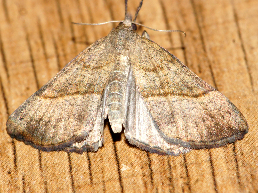 Bild Nr.08994 zum Vergrößern klicken Bild Nr.08994