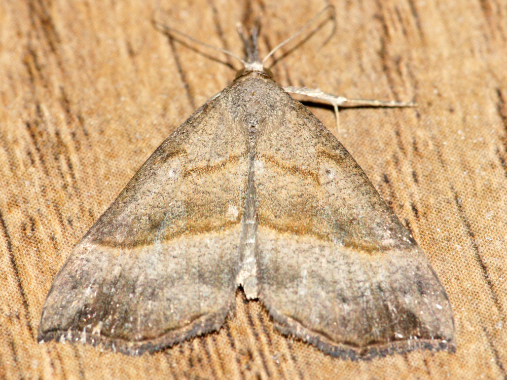 Bild Nr.08994 zum Vergrößern klicken Bild Nr.08994