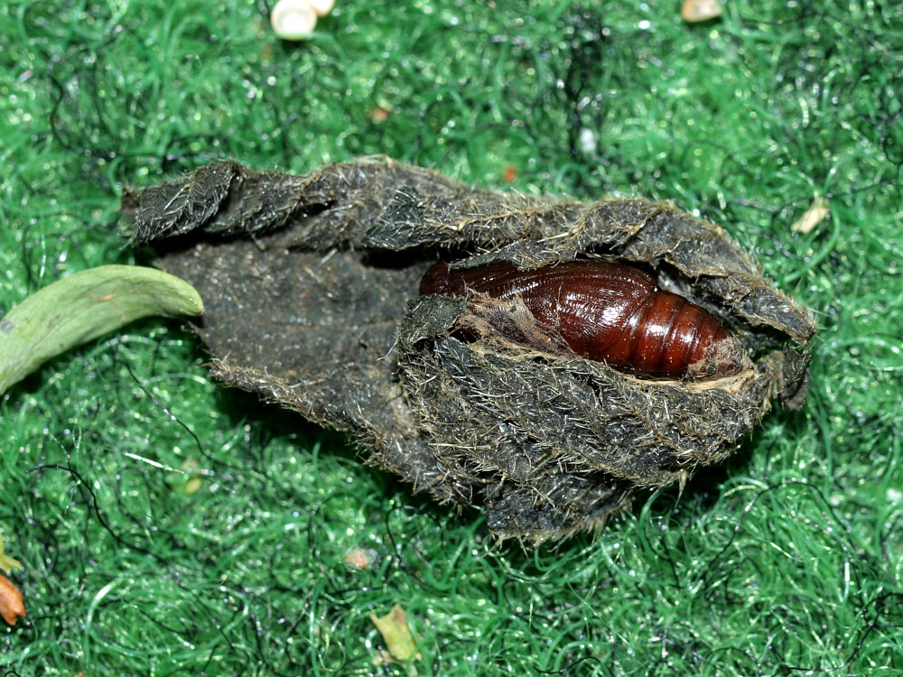 Bild Nr.08994 zum Vergrößern klicken Bild Nr.08994