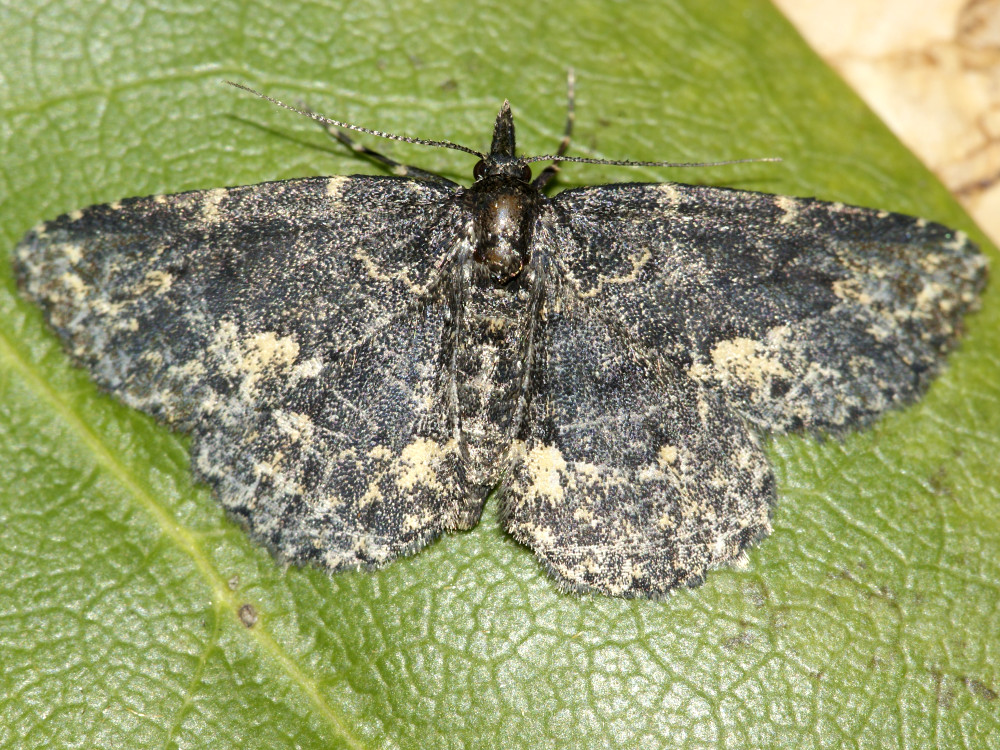 Bild Nr.09016 zum Vergrößern klicken Bild Nr.09016