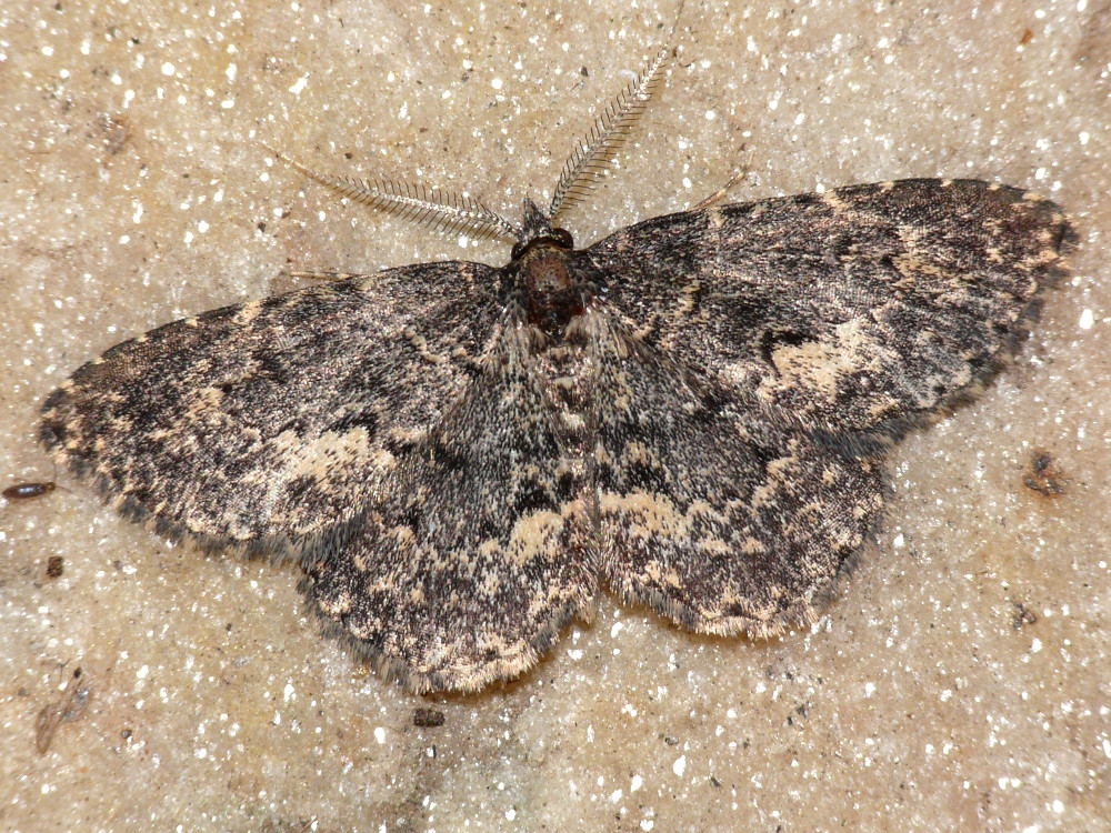 Bild Nr.09016 zum Vergrößern klicken Bild Nr.09016