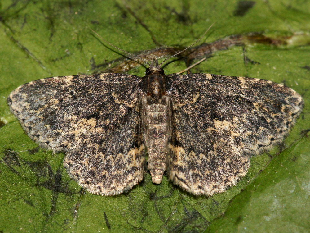 Bild Nr.09016 zum Vergrößern klicken Bild Nr.09016