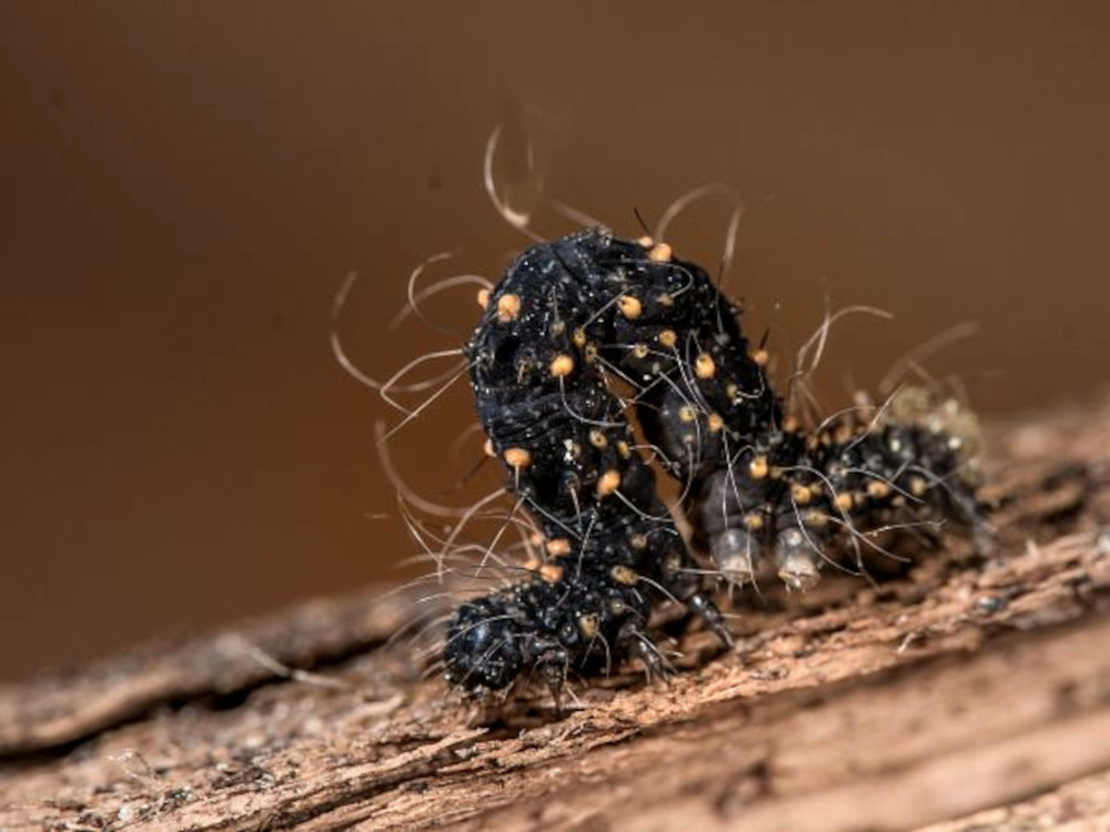 Bild Nr.09016 zum Vergrößern klicken Bild Nr.09016