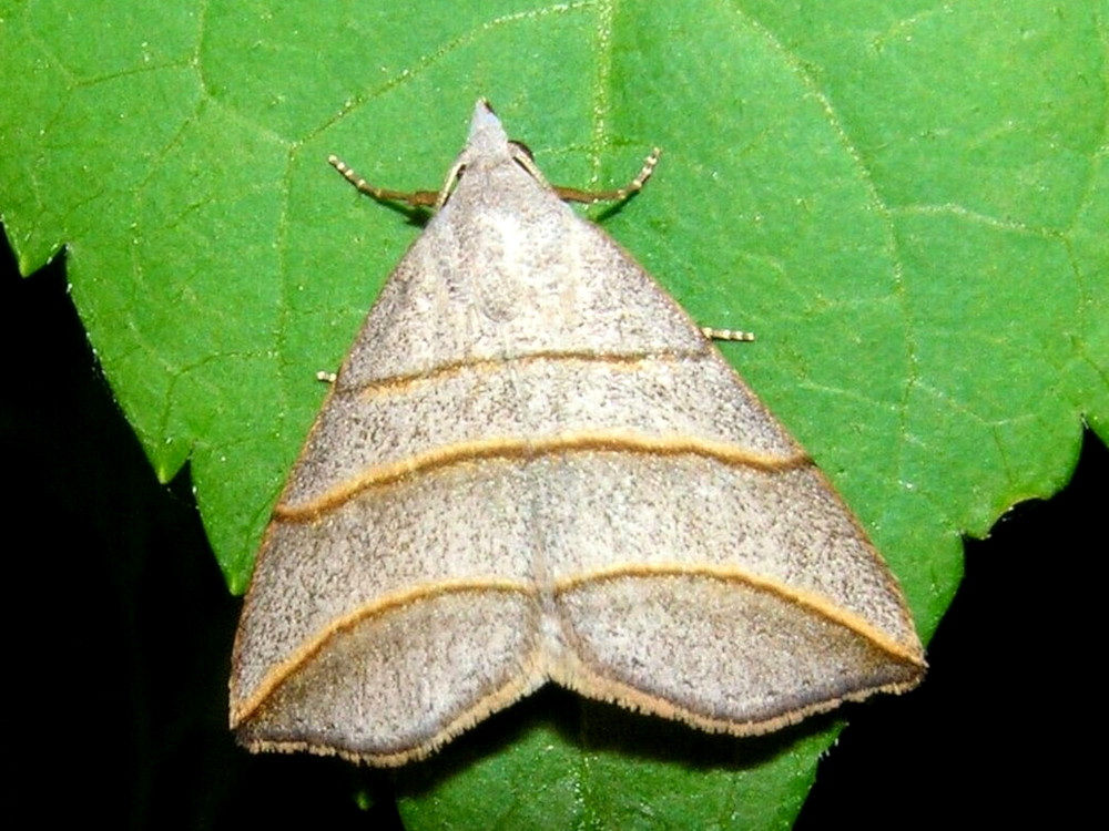 Bild Nr.09018 zum Vergrößern klicken Bild Nr.09018