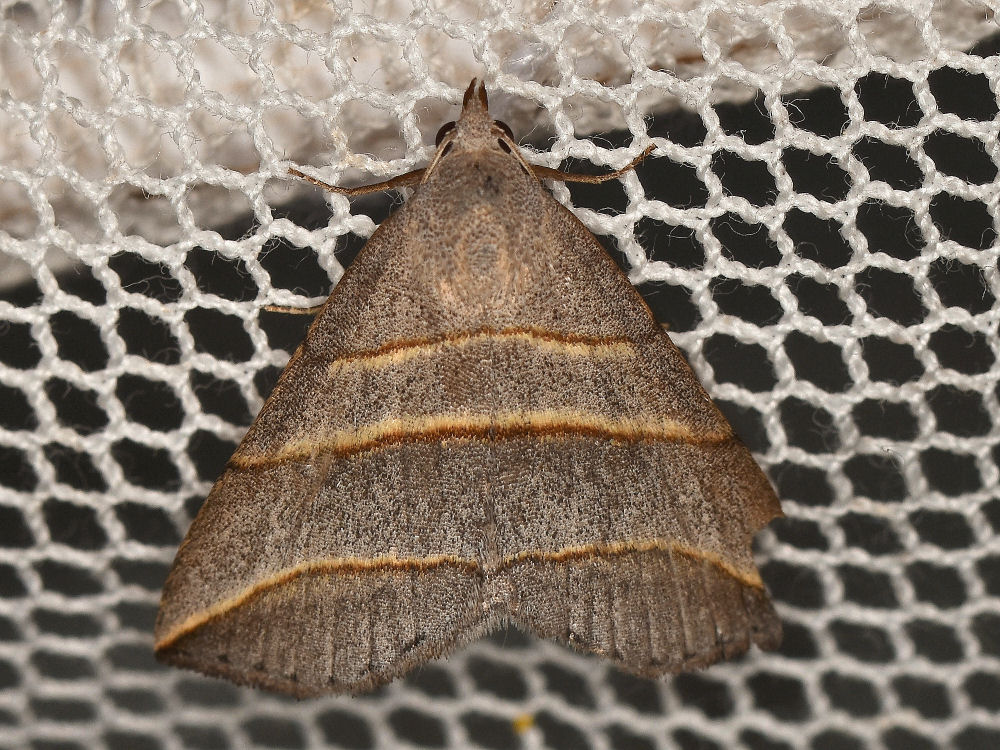 Bild Nr.09018 zum Vergrößern klicken Bild Nr.09018