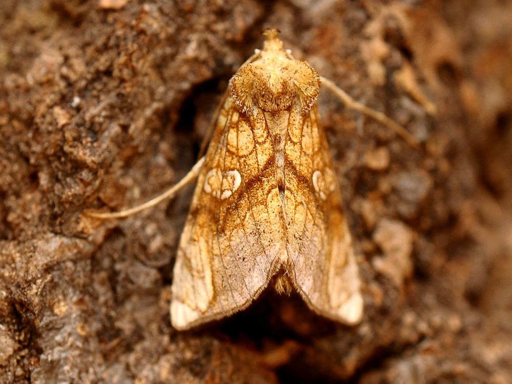 Bild Nr.09036 zum Vergrößern klicken Bild Nr.09036