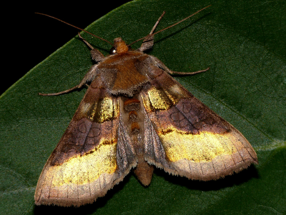 Bild Nr.09045 zum Vergrößern klicken Bild Nr.09045