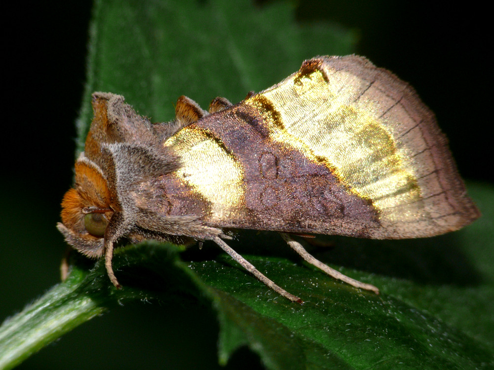 Bild Nr.09045 zum Vergrößern klicken Bild Nr.09045