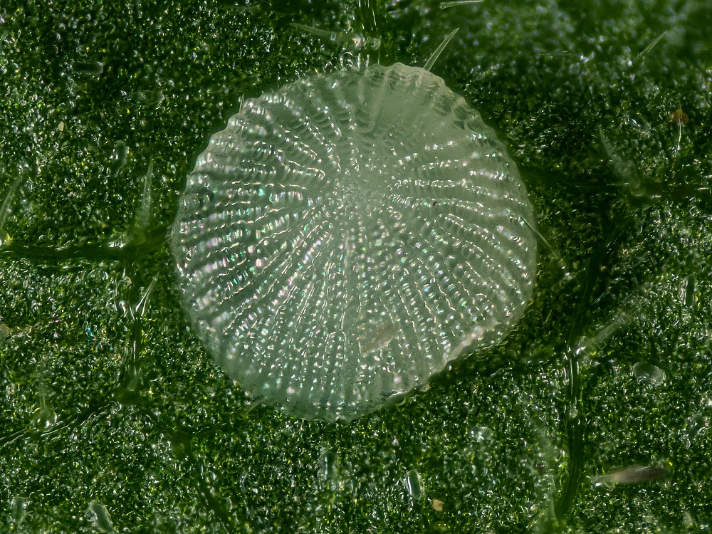 Bild Nr.09045 zum Vergrößern klicken Bild Nr.09045