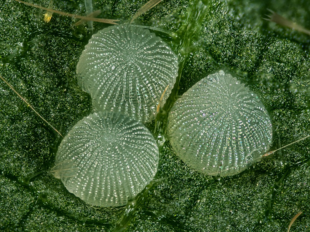 Bild Nr.09045 zum Vergrößern klicken Bild Nr.09045