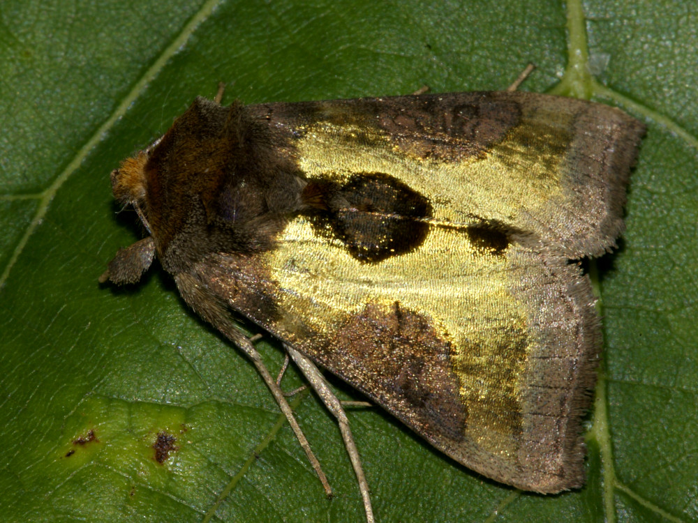 Bild Nr.09046 zum Vergrößern klicken Bild Nr.09046