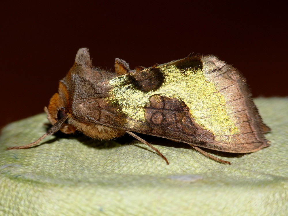 Bild Nr.09046 zum Vergrößern klicken Bild Nr.09046