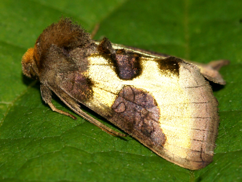 Bild Nr.09046 zum Vergrößern klicken Bild Nr.09046