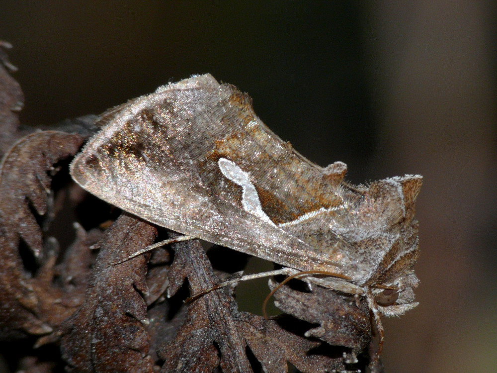 Bild Nr.09051 zum Vergrößern klicken Bild Nr.09051